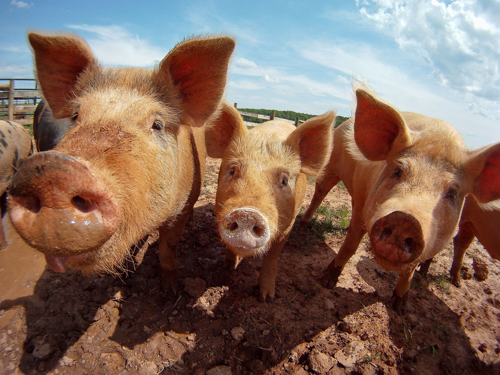 pigs on an organic farm