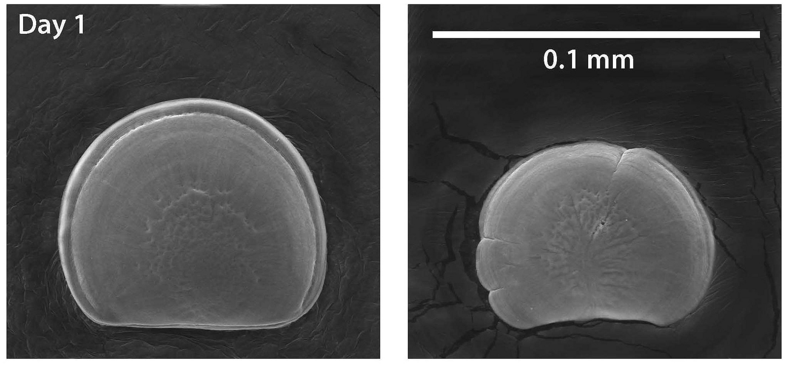 Oysters on acid How the ocean's declining pH will change the way we eat