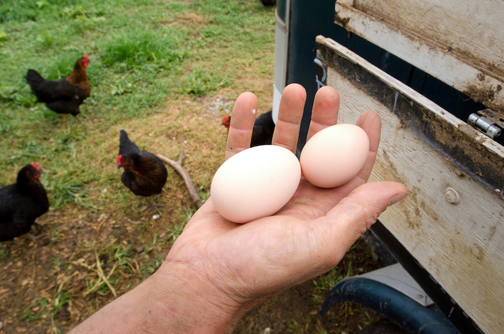holding organic eggs