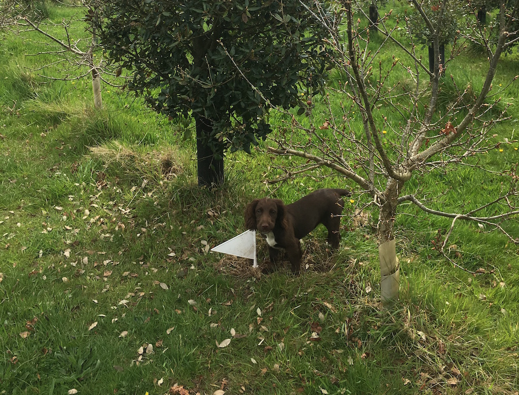 puppy discovers rare truffle in wales
