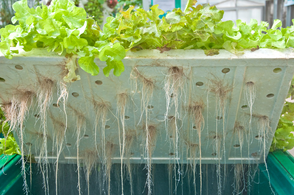 Hydroponically grown organic lettuce