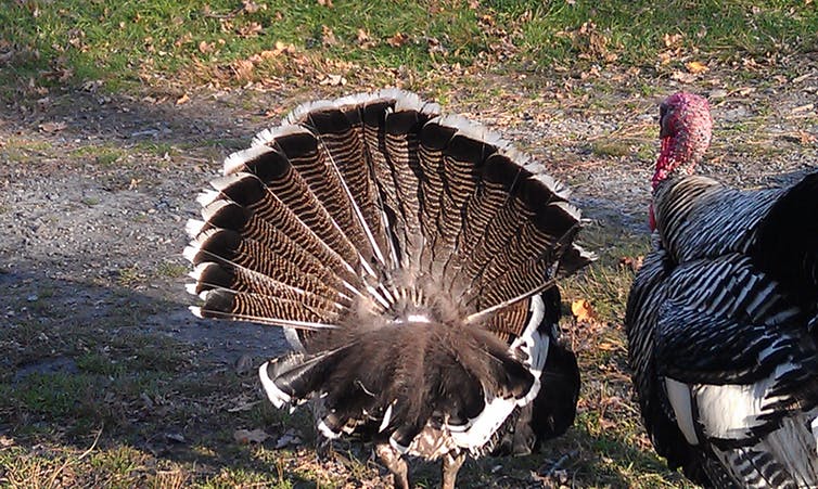 turkey tail