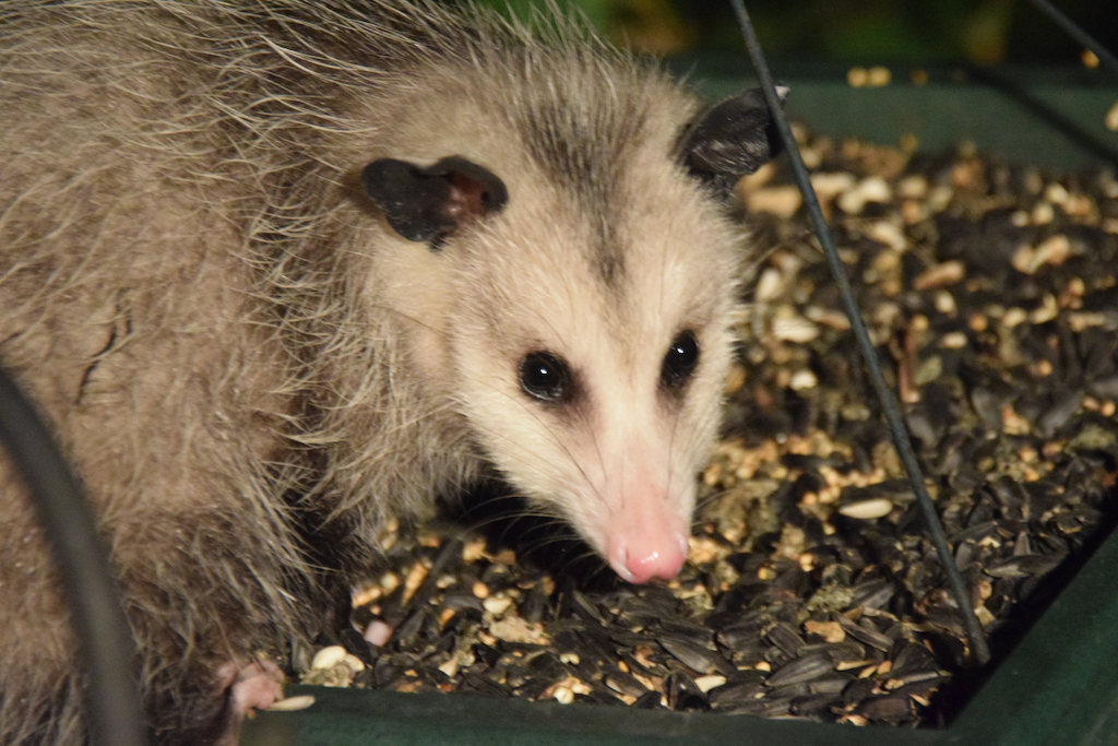 opossum glares at camera