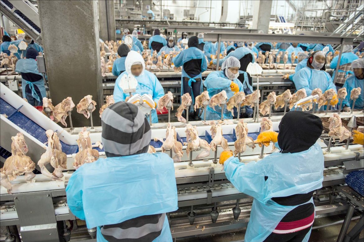 poultry workers cut chicken as it moves along a line