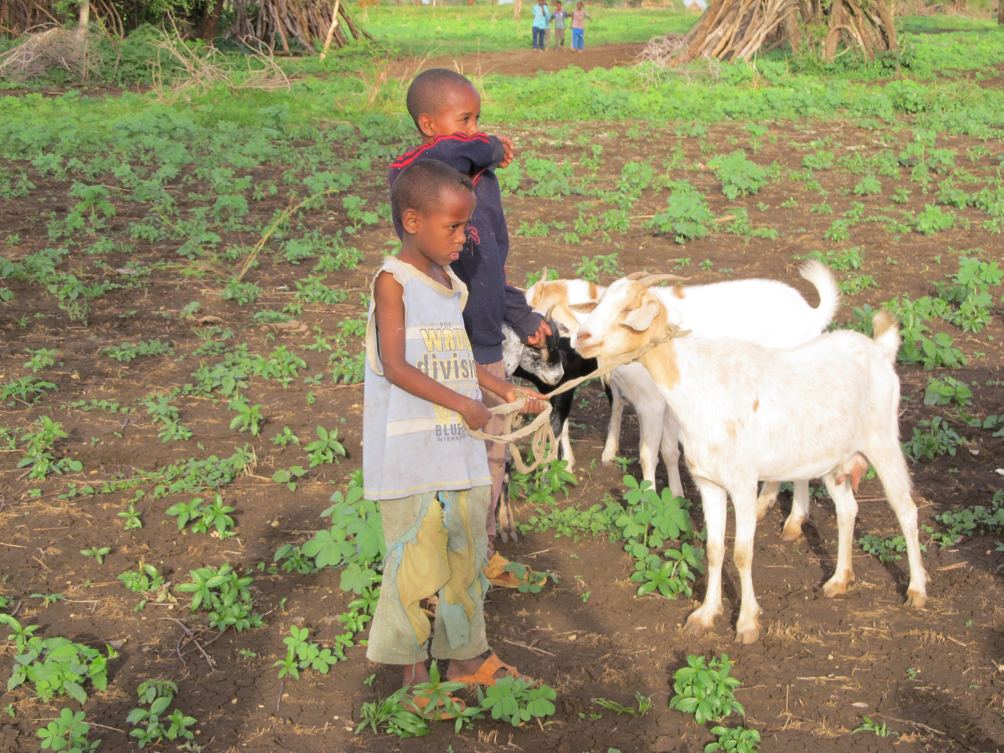 Child holds goats, which are easy to raise and help alleviate poverty