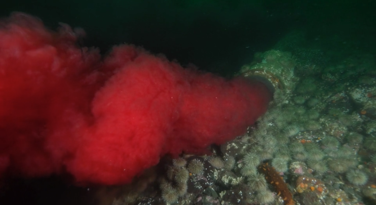 salmon blood spills into ocean
