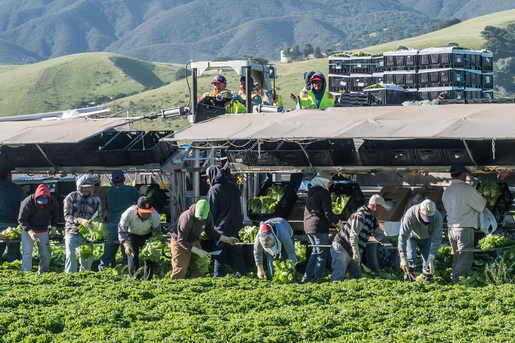 Seasonal agricultural field workers cut and package lettuce in the Salinas Valley of central California.