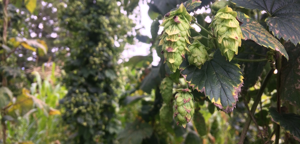 Hop plants are bright green