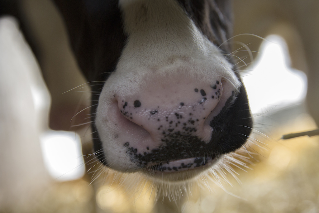 Zoomed into the nose of a cow
