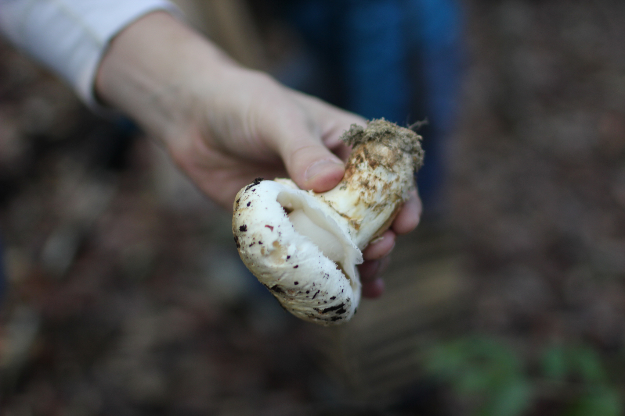 The case for legal foraging in America's National Parks