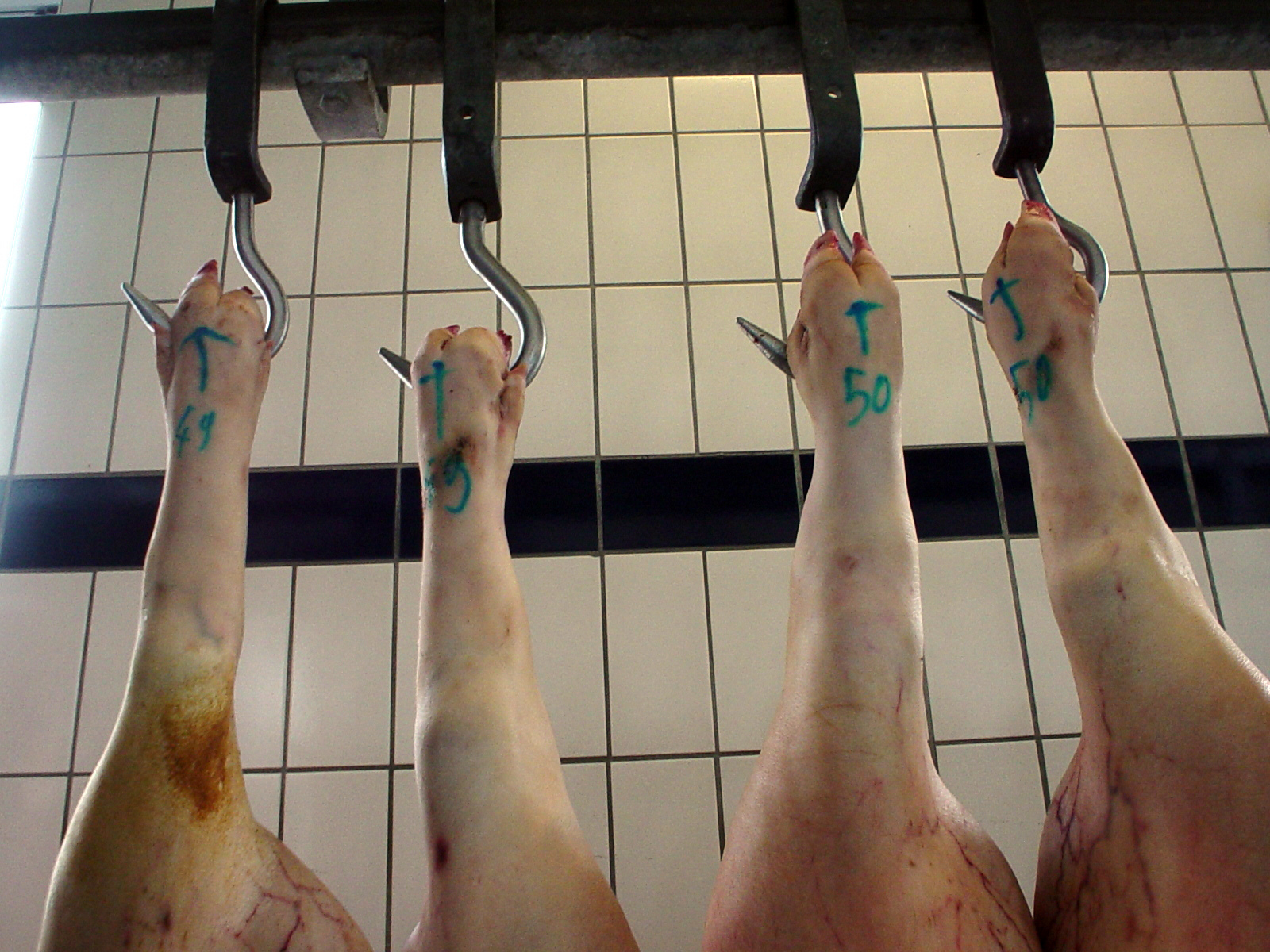 pigs hung by their feet after slaughter