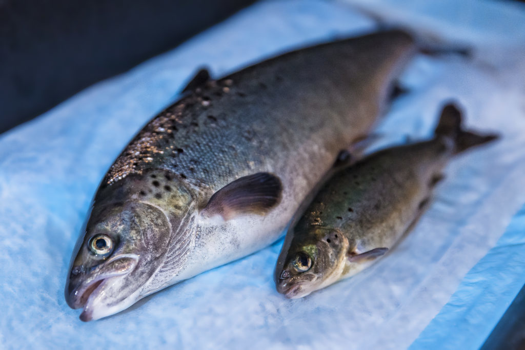 comparison of genetically engineered salmon to non-engineered salmon