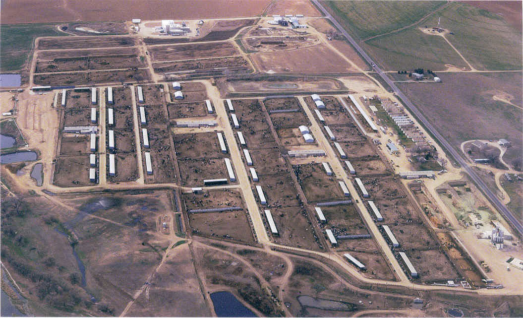 Cows at a dairy farm in Texas.