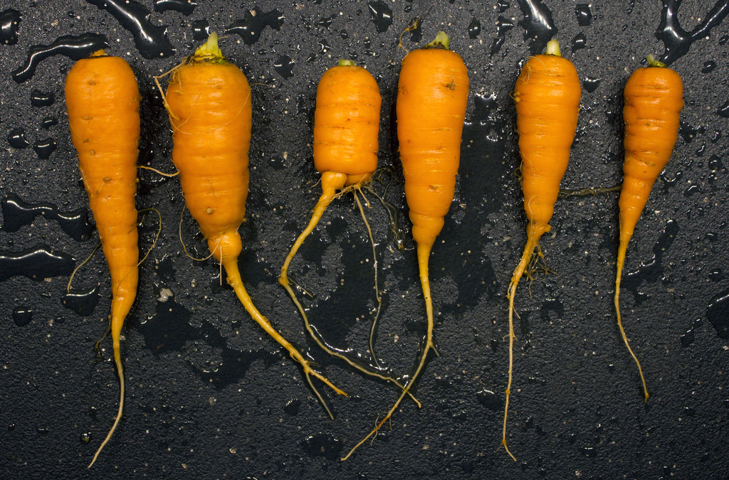 heirloom carrots of all shapes and sizes