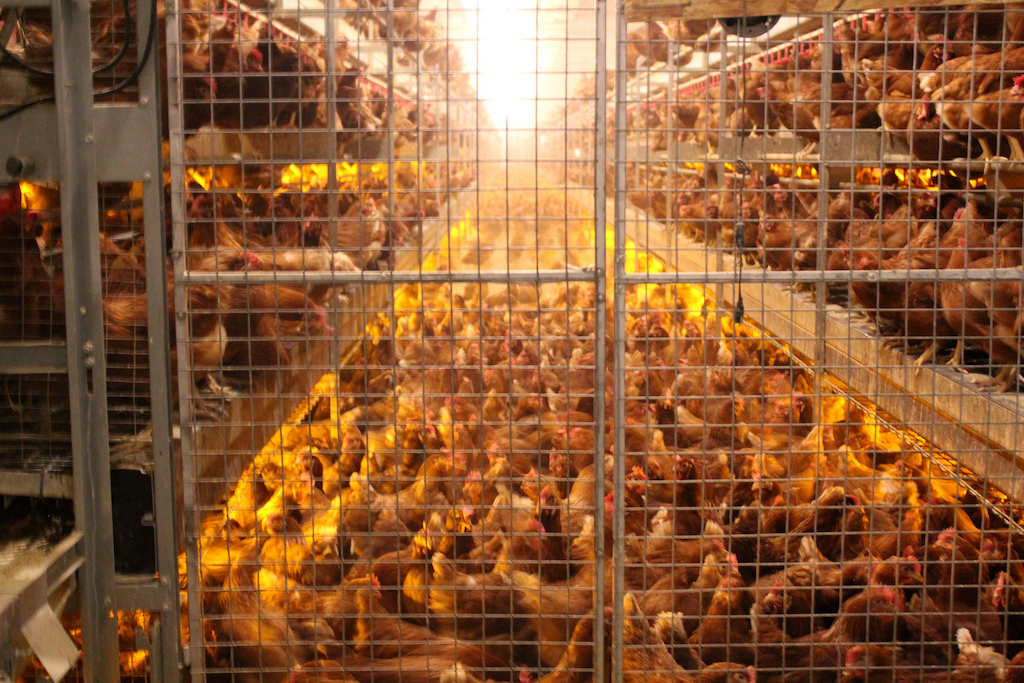 hundreds of chickens in a caged indoor area