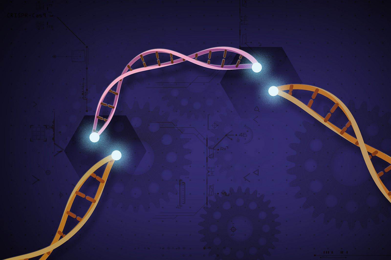 a piece of dna is added to another strand of dna