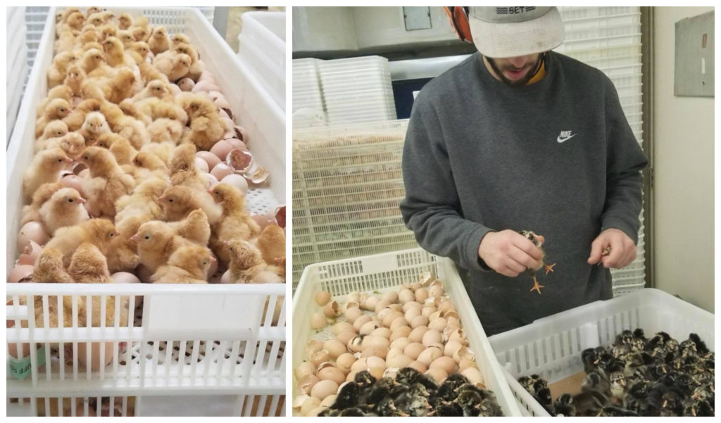 The U.S. Postal Service will mail you baby chickens. Yes, live chickens.