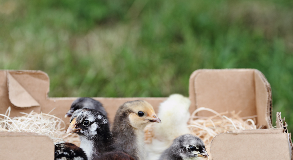 Mail ordered baby mixed chicks in a packing box