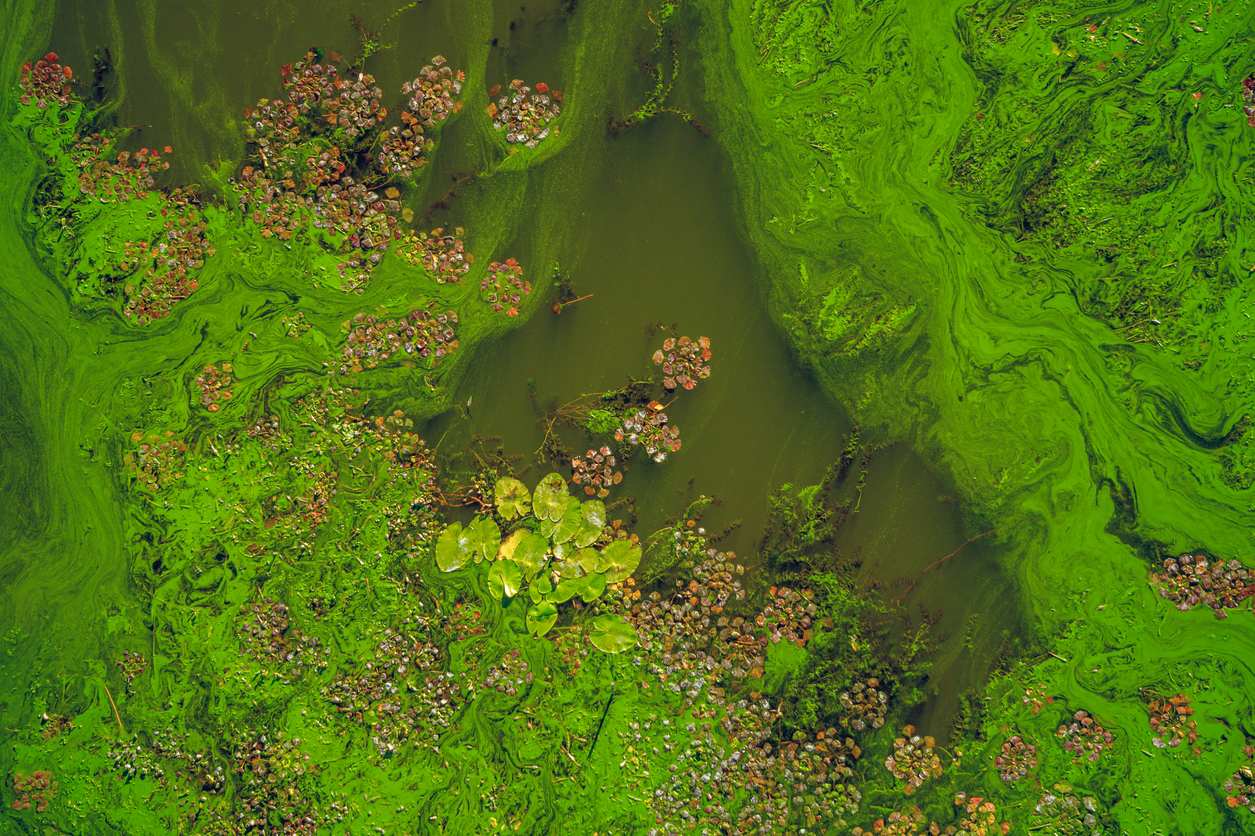 green algal blooms in a body of water