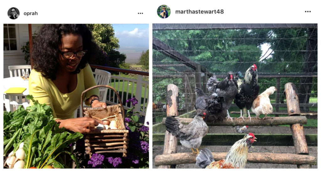 The U.S. Postal Service will mail you baby chickens. Yes, live chickens.