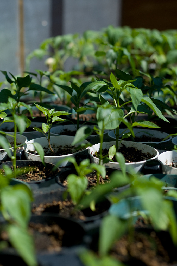 This Washington farmer wants you to know why your organic red peppers
