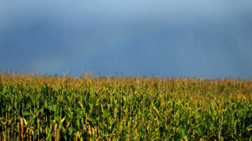 corn field. The USDA is rolling out new rules on the labeling of GMO and bioengineered foods