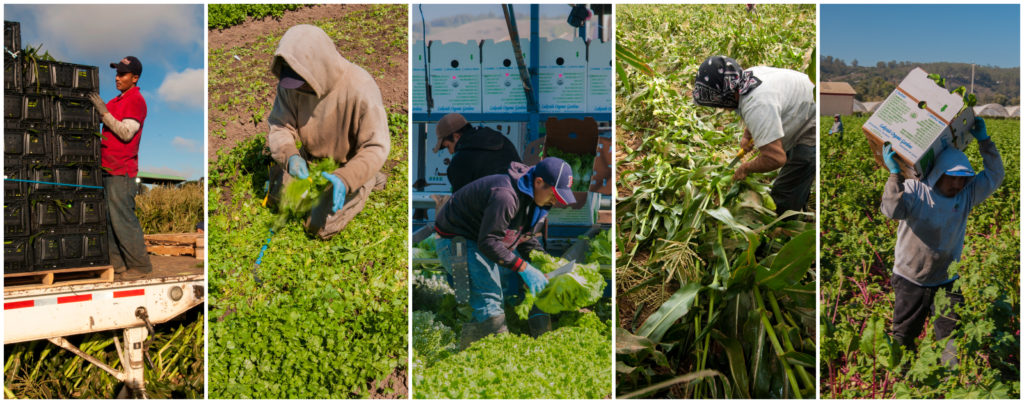 migrants workers on an organic farm