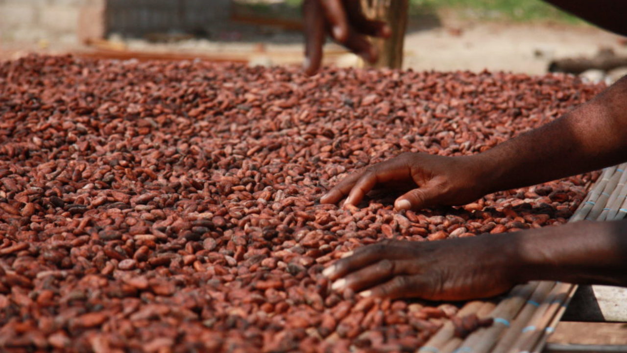 cocoa production in africa