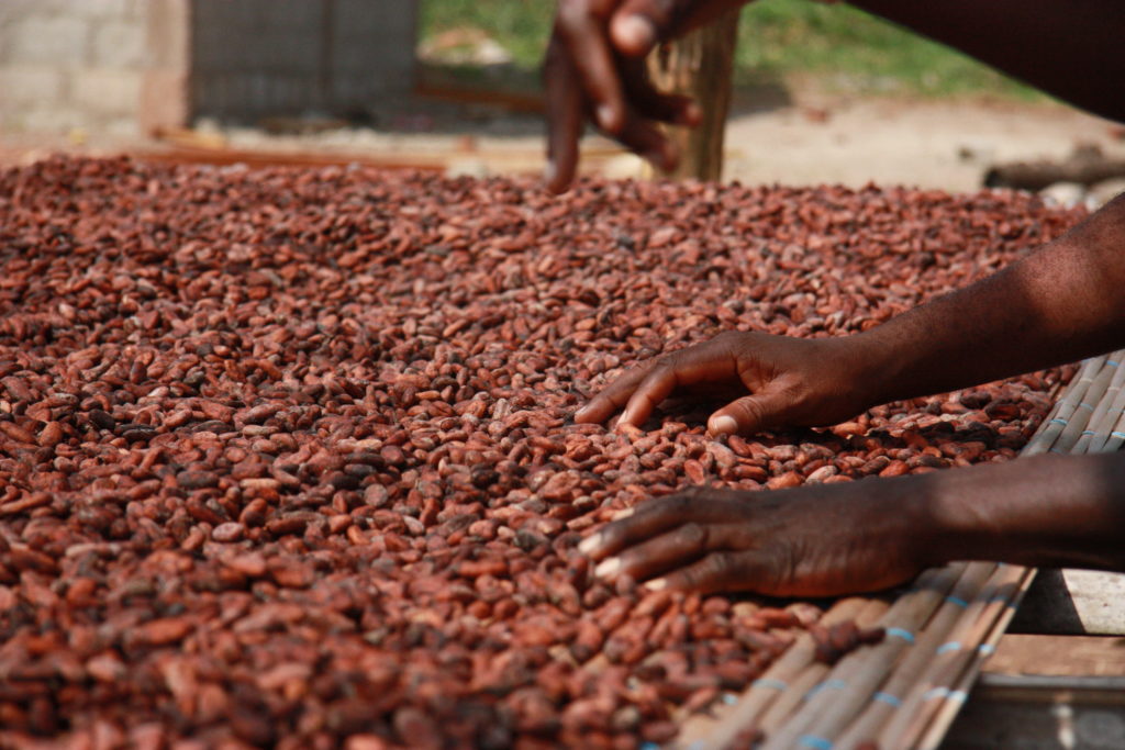 a chocolate farmer dries cocoa beans