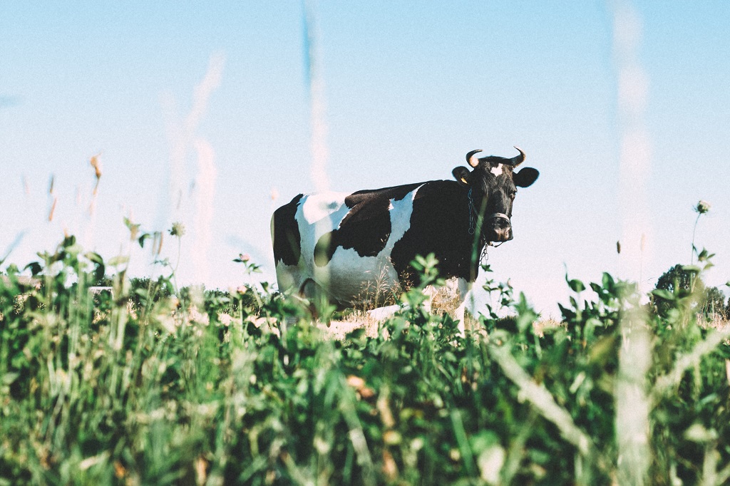 low-angle shot of a cow in the grass