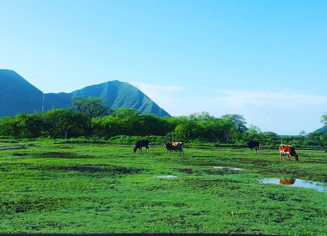 Cows at Naked Cow Dairy, the last dairy in Oahu, Hawaii August 2018