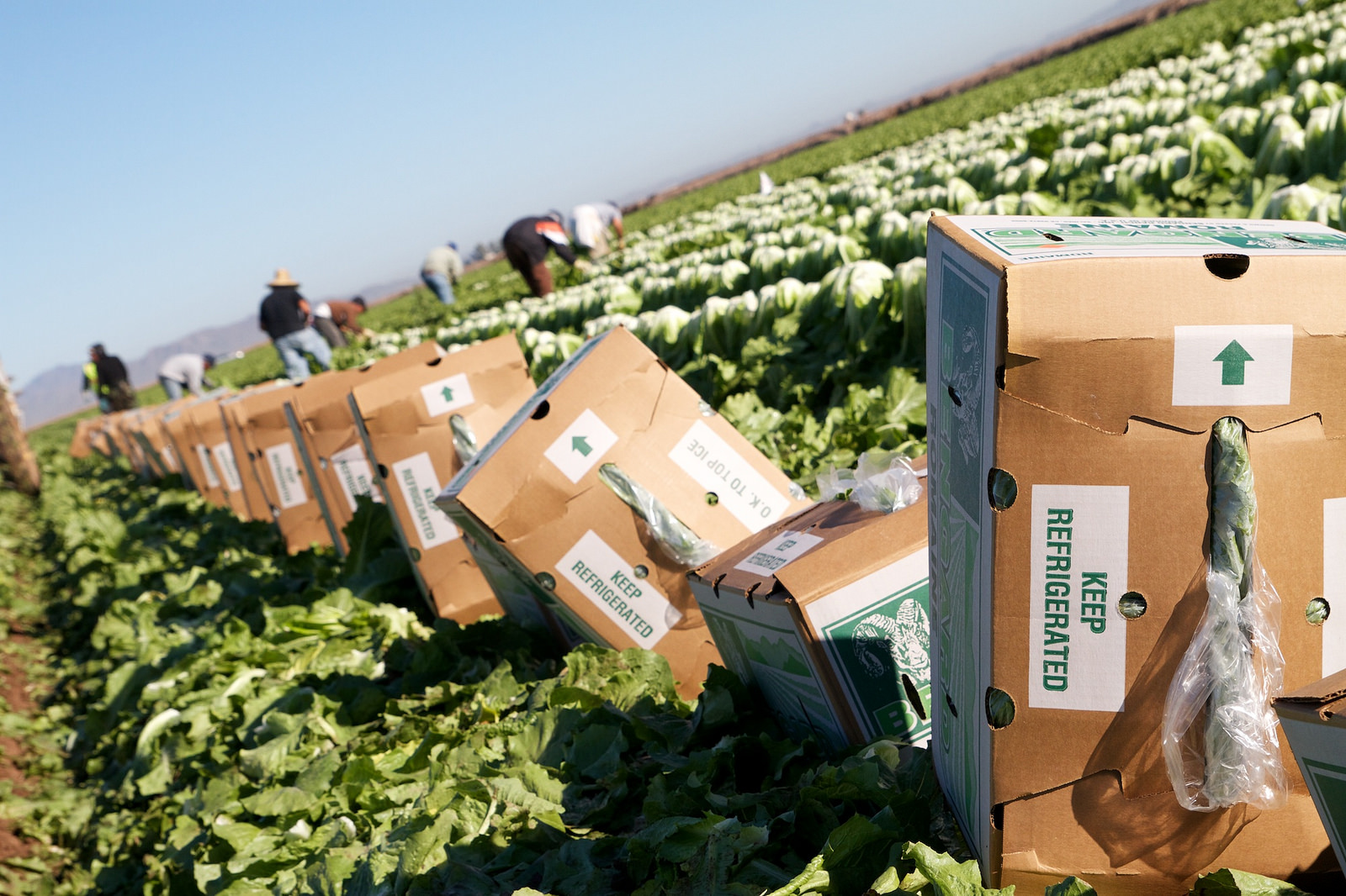 Lettuce fields in Yuma, Arizona. A new report from FDA links 2018's E. coli outbreak traced to romaine lettuce to a cattle CAFO nearby (August 2018)