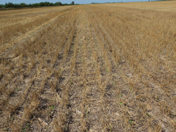 An appellate court ruled to ban nearly all use of chlorpyrifos, a pesticide linked to development issues in children. This reverses a March order by former EPA chief Scott Pruitt to allow the use of the pesticide despite his own agency's findings. Credit: USDA, August 2018