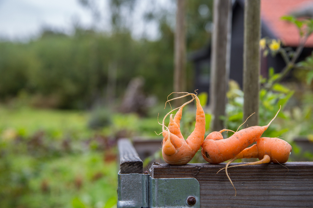 Imperfect Produce is a venture capital-funded startup that is commodifying food waste and undermining local food movements in the process. Credit: Jedraszak, August 2018