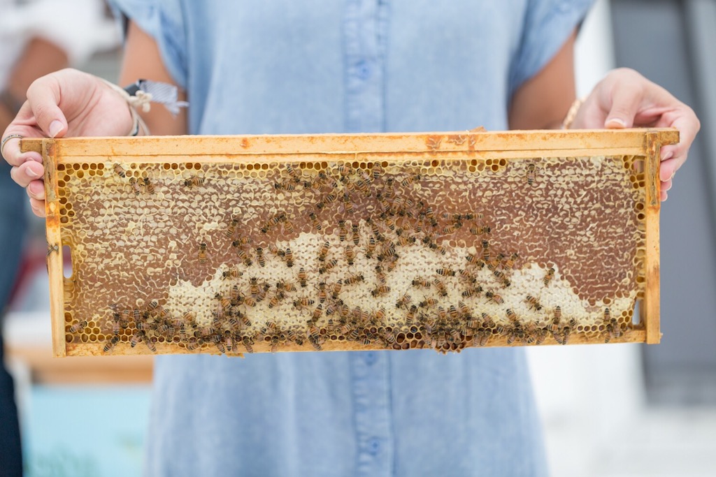 City dwellers are turning to urban beekeeping to improve their gardens, in turn helping bee populations, as well. Credit: Tommy Coyote Photography, September 2018