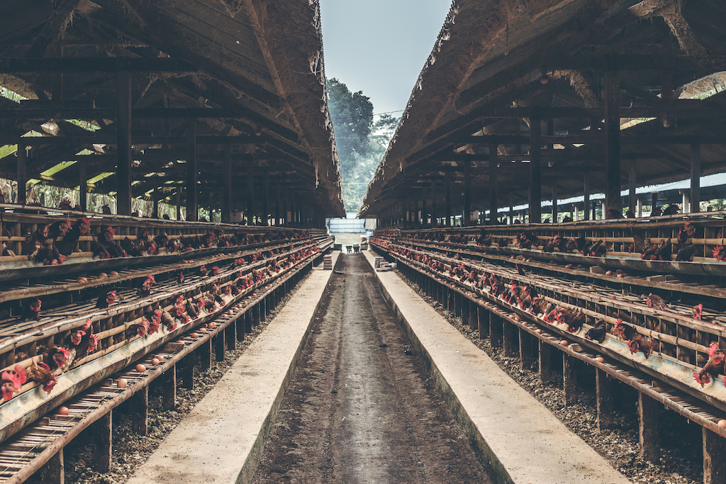 chicken farm oklahoma moratorium