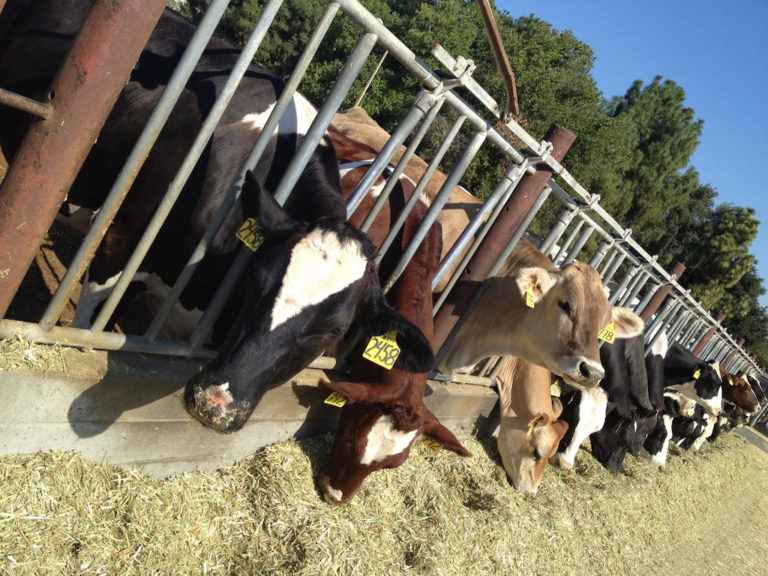 Why Sick Dairy Cows May Be The Culprit In Last Week s Historic 