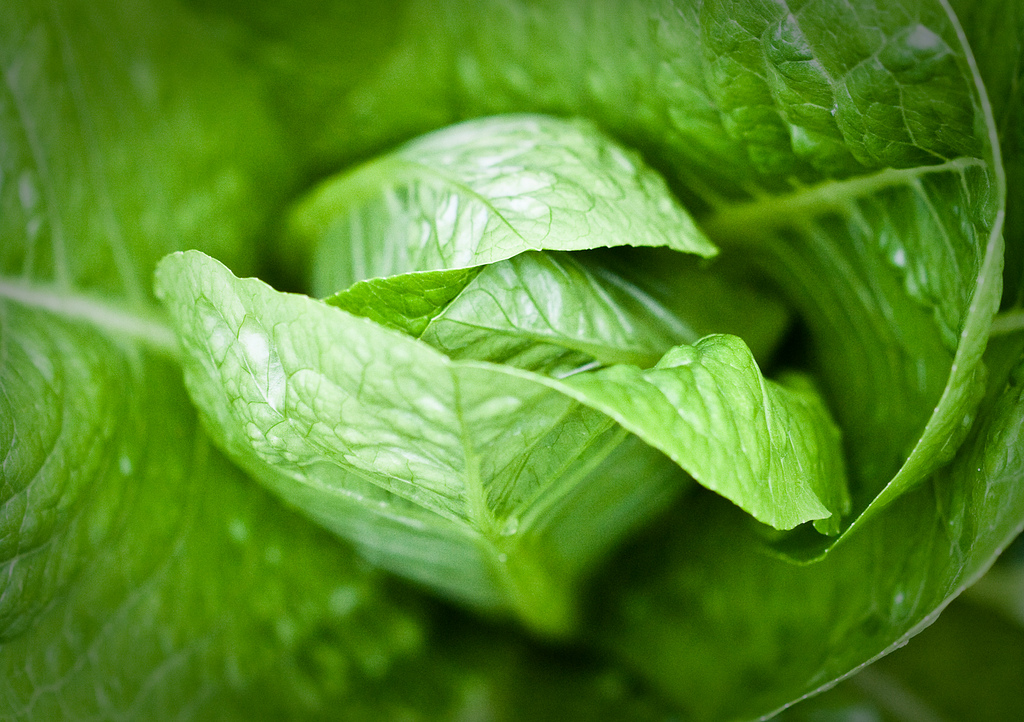 Outbreak of Shiga toxin-producing E. coli linked to romaine lettuce