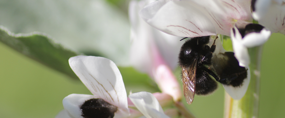 Domesticated plants may be less nutritious and healthful to pollinators like bees. Credit: Emily Bailes, October 2018