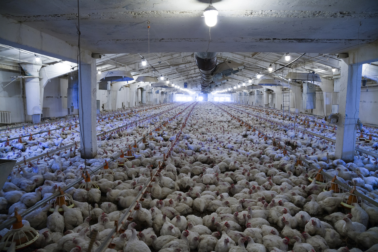 Arkansas legislators unanimously oppose a rule that would hurt Big Poultry. Every single one of them receives campaign contributions from the companies affected. Credit: iStock / Ligora, November 2018