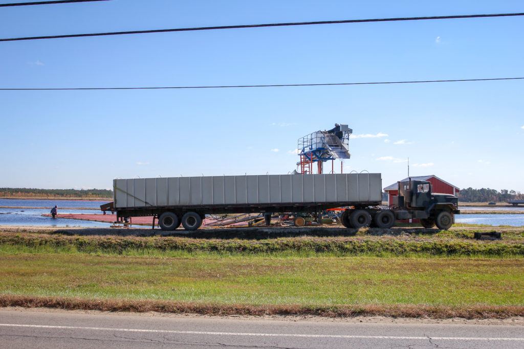 Harvested cranberries are collected in a truck, which delivers them for processing