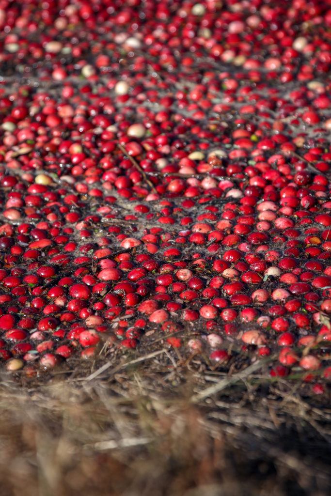 Cranberries bobbing at the surface of a bog, where they wait to be vacuumed out