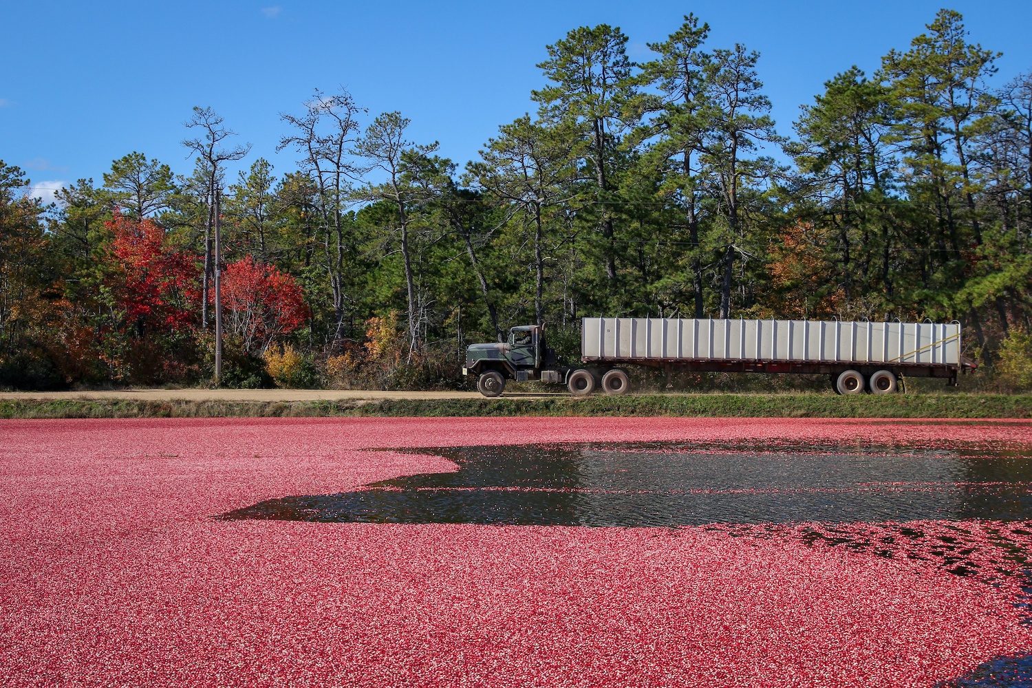 Cranberries in a bog that will soon be corralled and then vacuumed into a truck