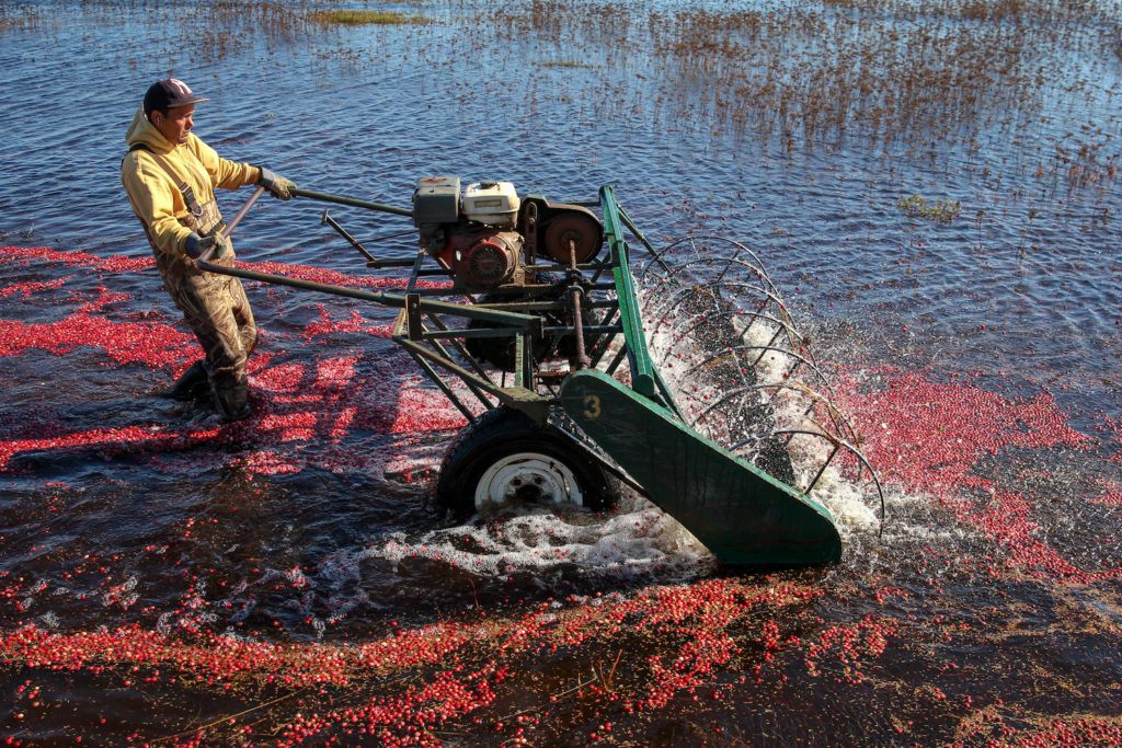 America's cranberry industry is facing a glut this year. As a volume regulation solution, they will destroy 25% of this year's harvest to sustain cranberry prices. Credit: Prashanth Kamalakanthan, October 2018