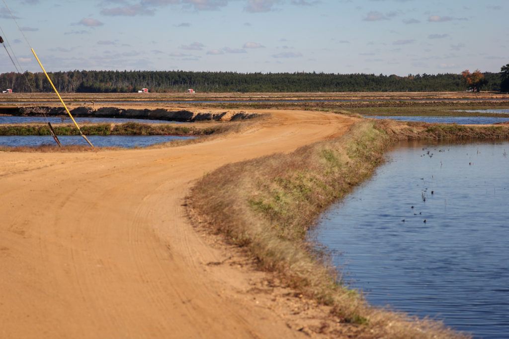 A dam between cranberry bogs. During the harvest, trucks drive along the dam to collect the fruit