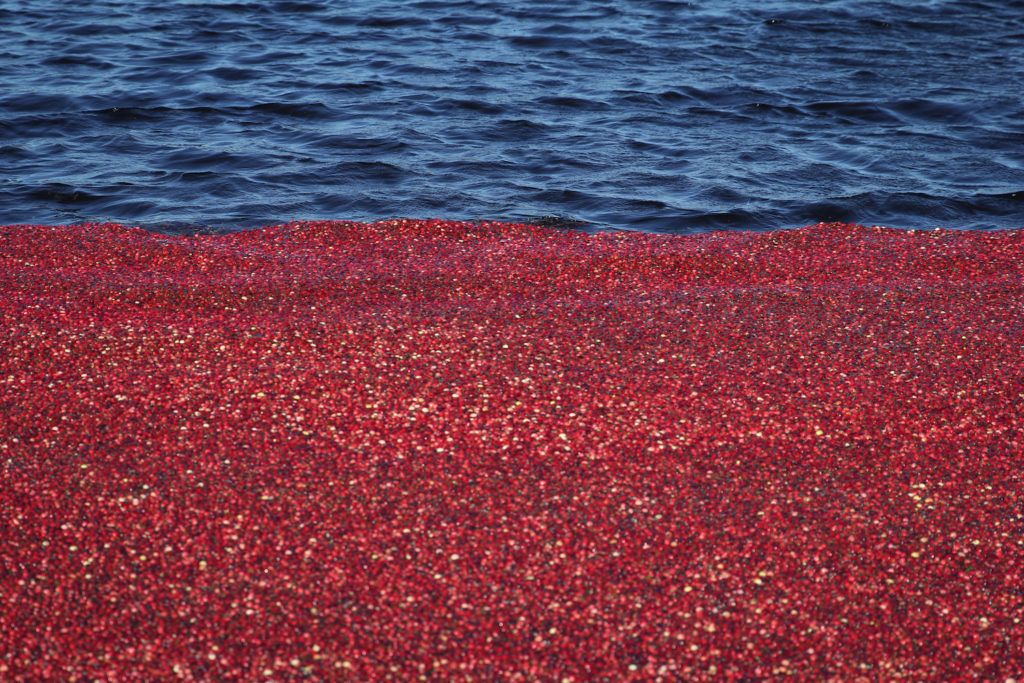We’ll waste 240 million pounds of cranberries this year. That’s enough to feed the entire country on Thanksgiving for three years