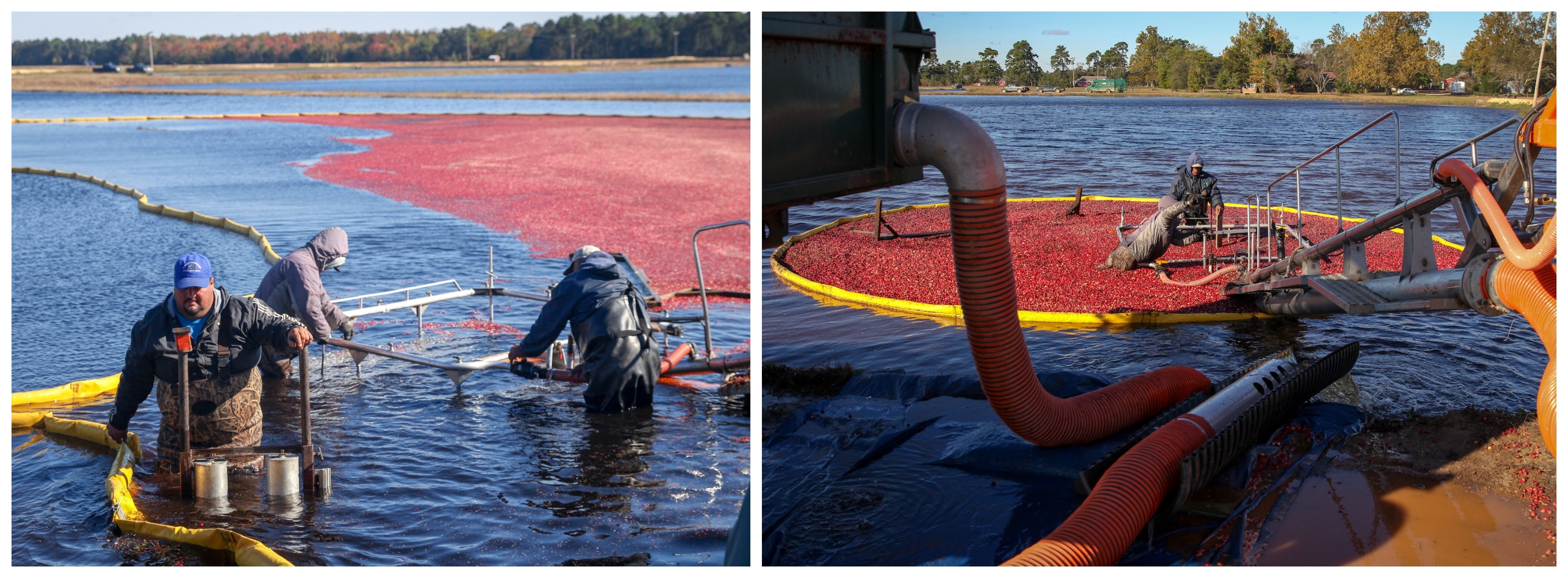 Left: Workers corral cranberries into limited area using a bright yellow hose. Right: Cranberries after they have been constrained to a circle, before they'll be vacuumed out