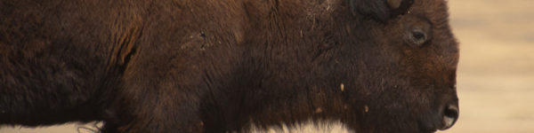 How a General Mills-owned bison bar start up eclipsed the story and business a Native-owned food company. Credit: Flickr / Michael Janke, November 2018