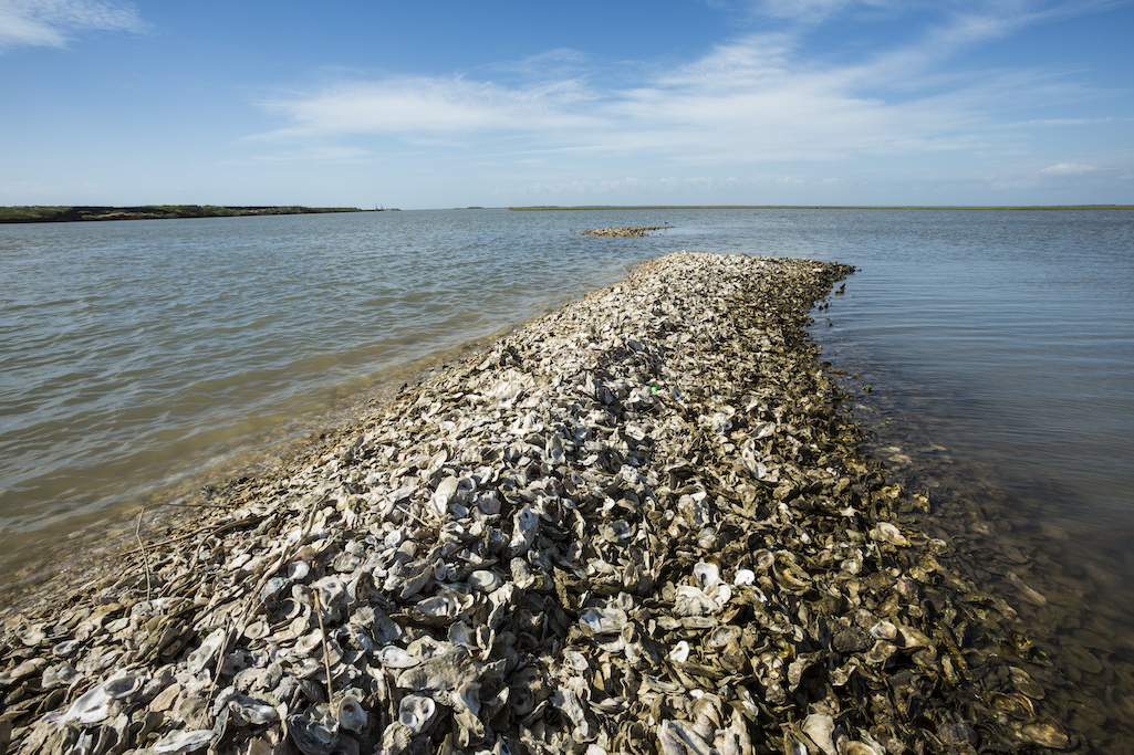 The Nature Conservancy launches oyster reef restoration project in Copano Bay. Credit: Jerod Foster, November 2018.