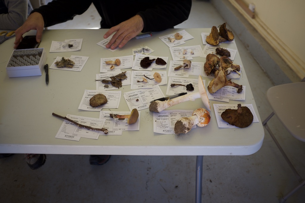 As radical mycology becomes increasingly popular, how can it retain its open-source ethos? Credit: Doug Bierend, November 2018